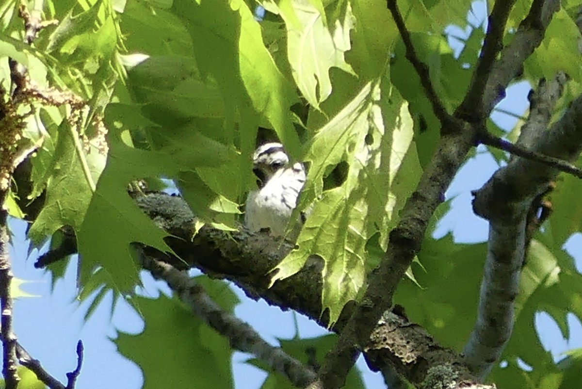 Black-and-white Warbler - ML618894745