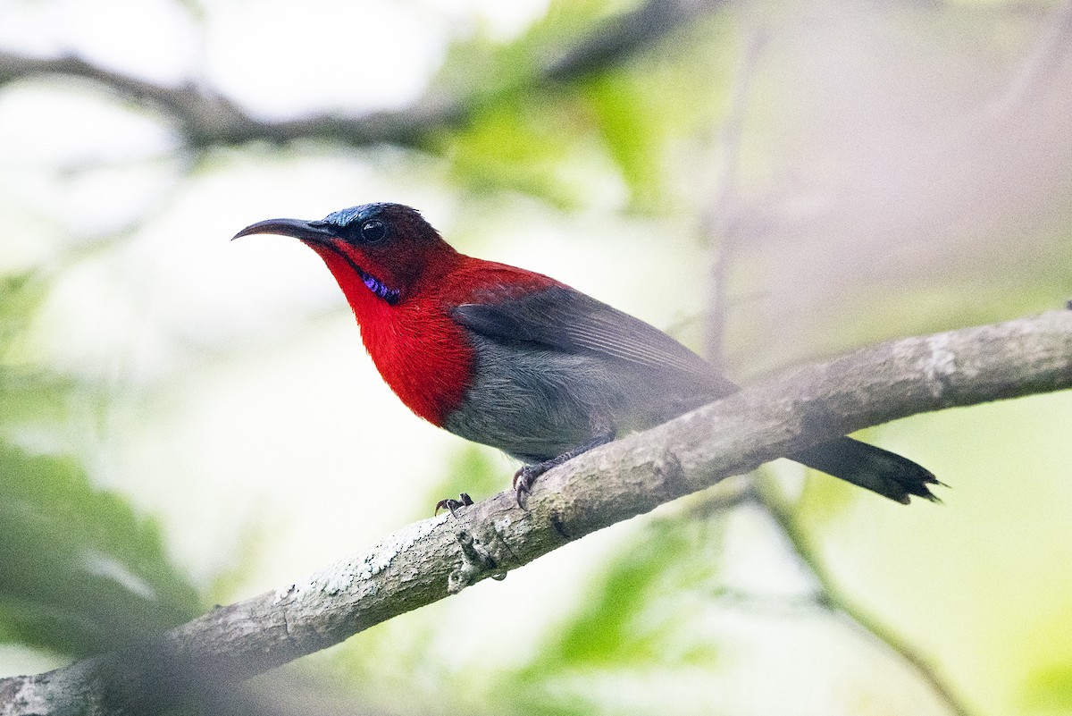 Crimson Sunbird (Goulpourah) - Wachara  Sanguansombat