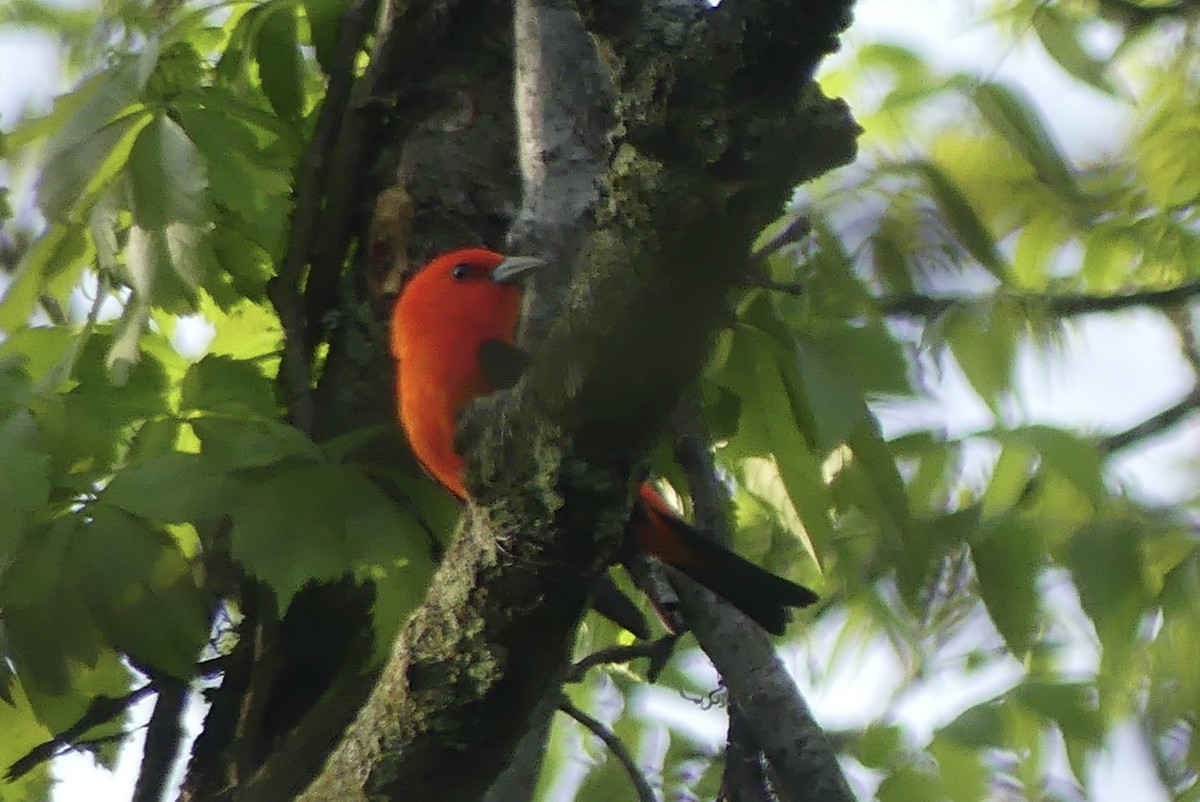 Scarlet Tanager - Anonymous