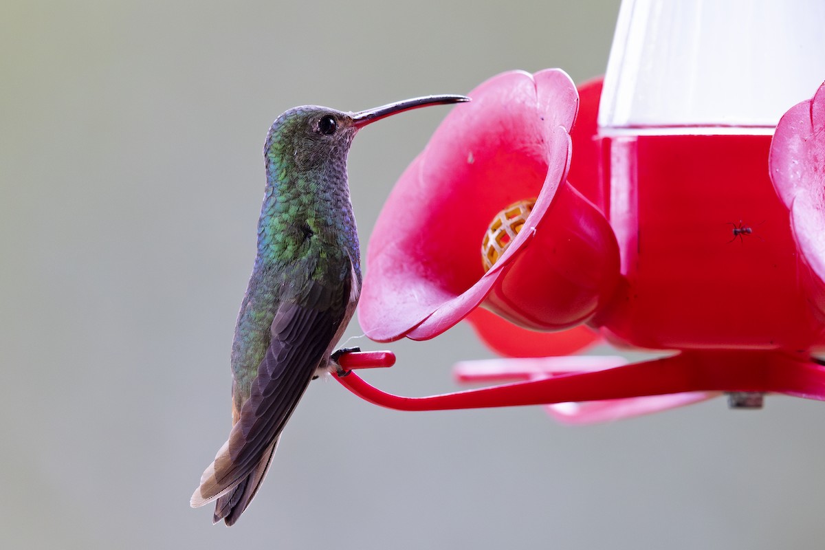 Rufous-tailed Hummingbird - Jon Irvine