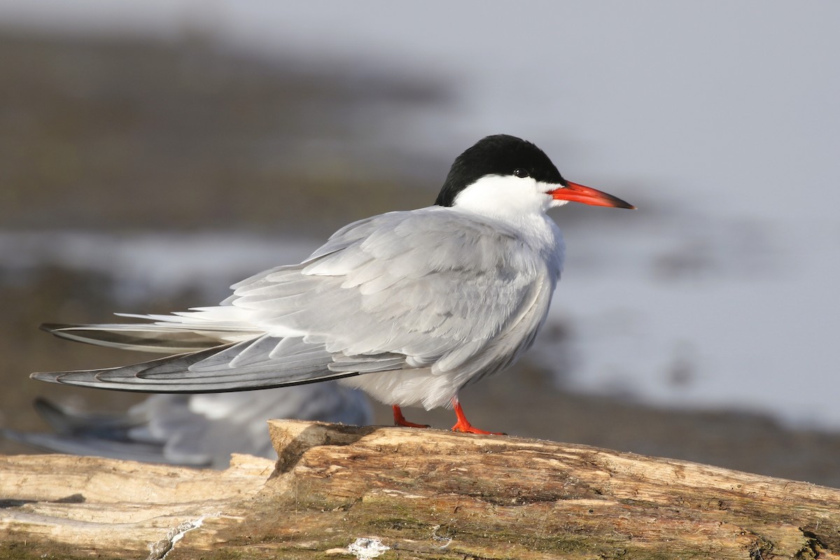 Common Tern - Stephen Turner