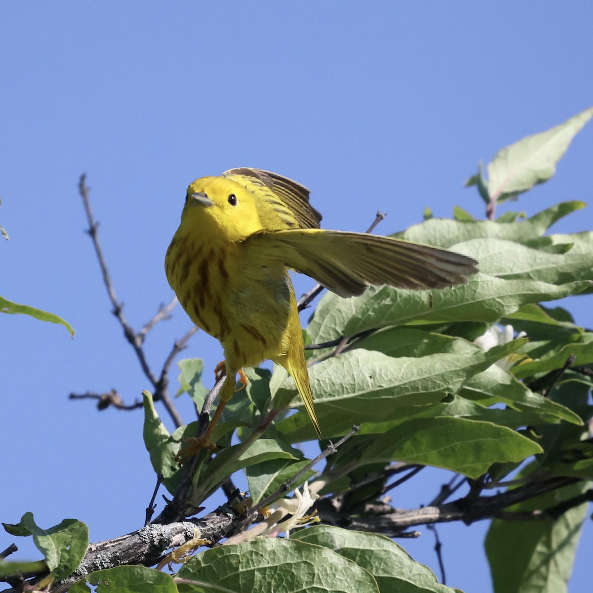 Yellow Warbler - Michael Burkhart