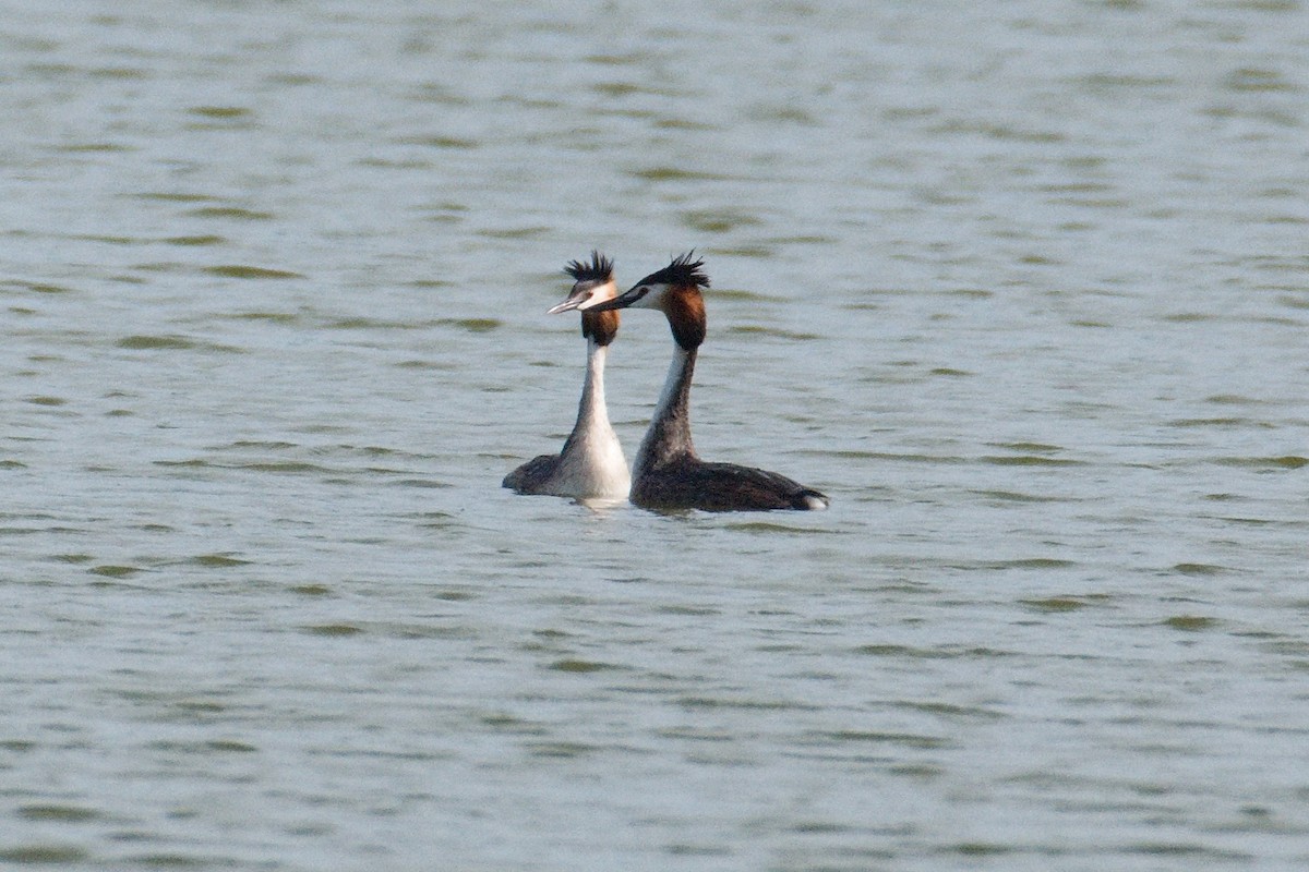 Great Crested Grebe - ML618894829