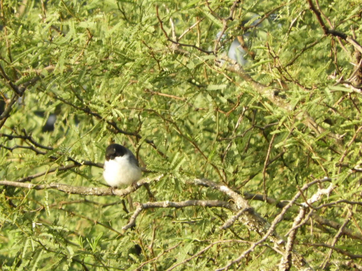 Black-capped Warbling Finch - ML618894833
