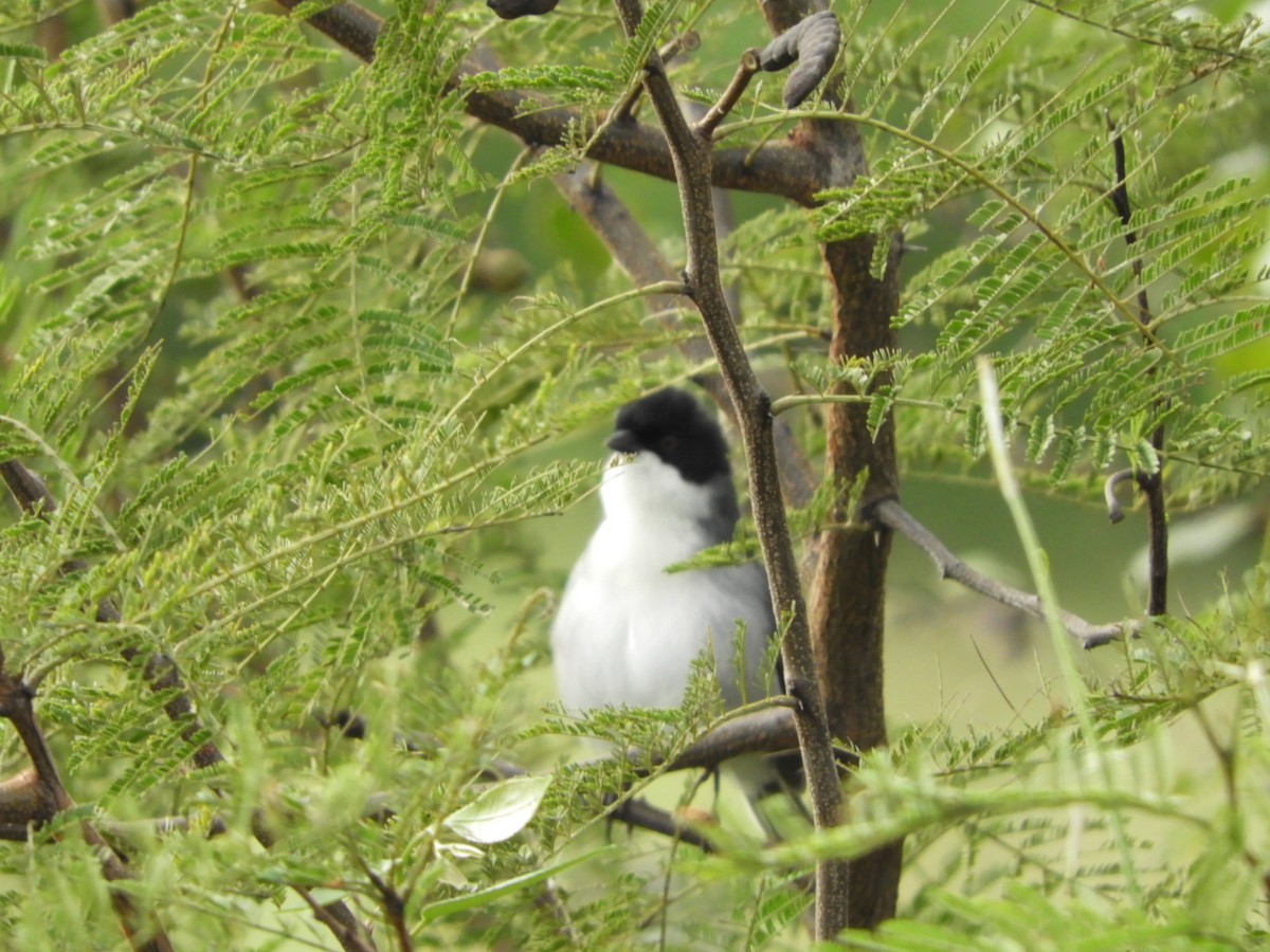 Black-capped Warbling Finch - ML618894835