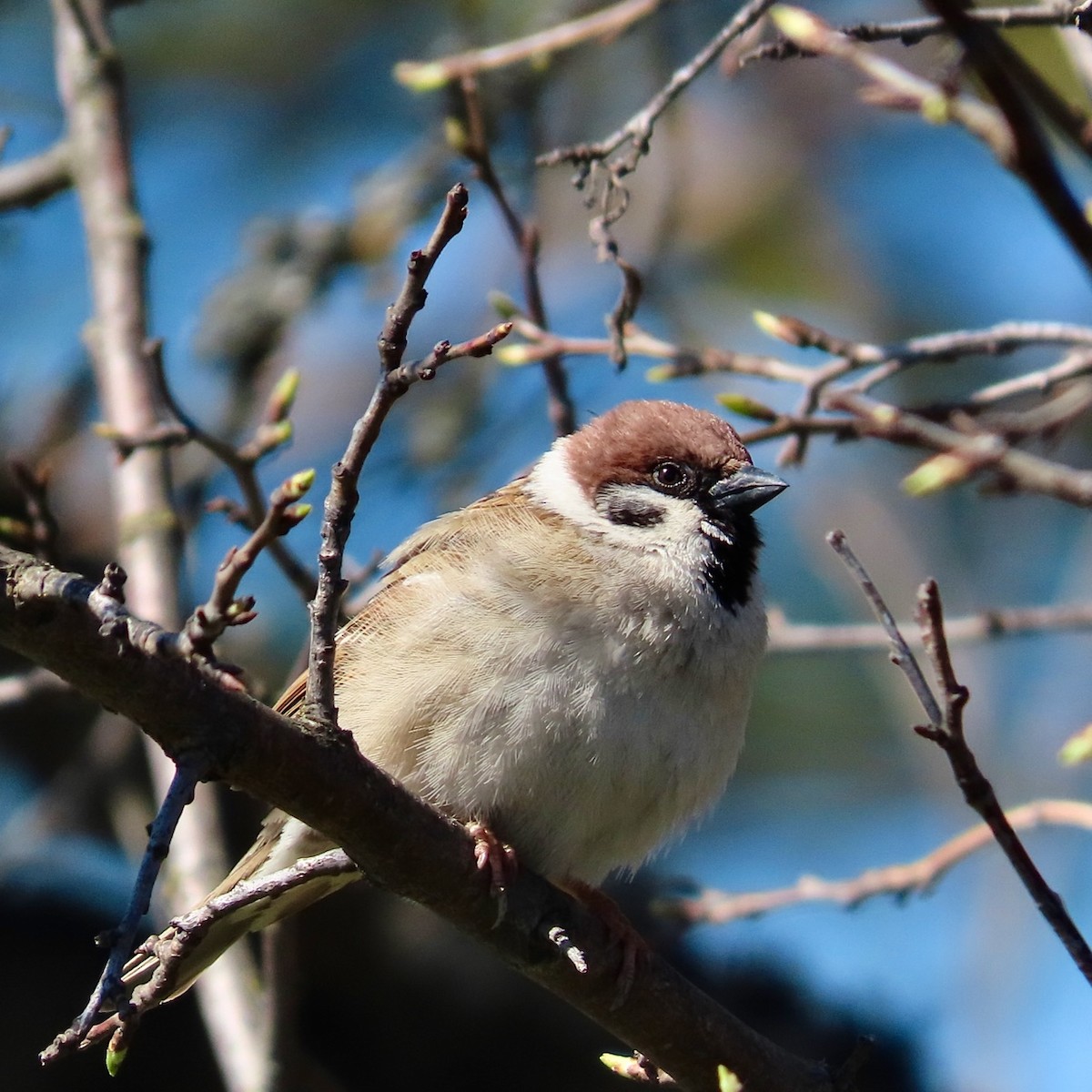 Eurasian Tree Sparrow - ML618894887
