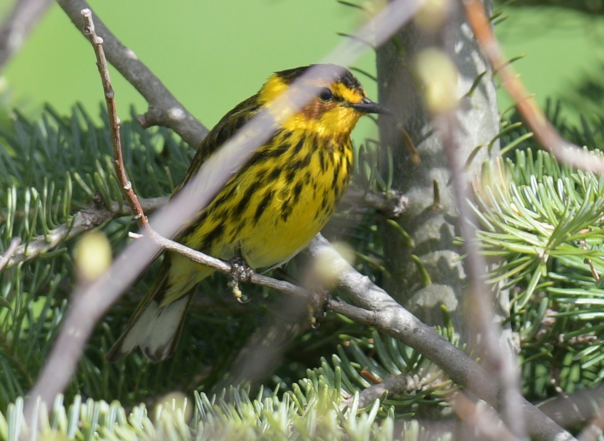 Cape May Warbler - ML618894899