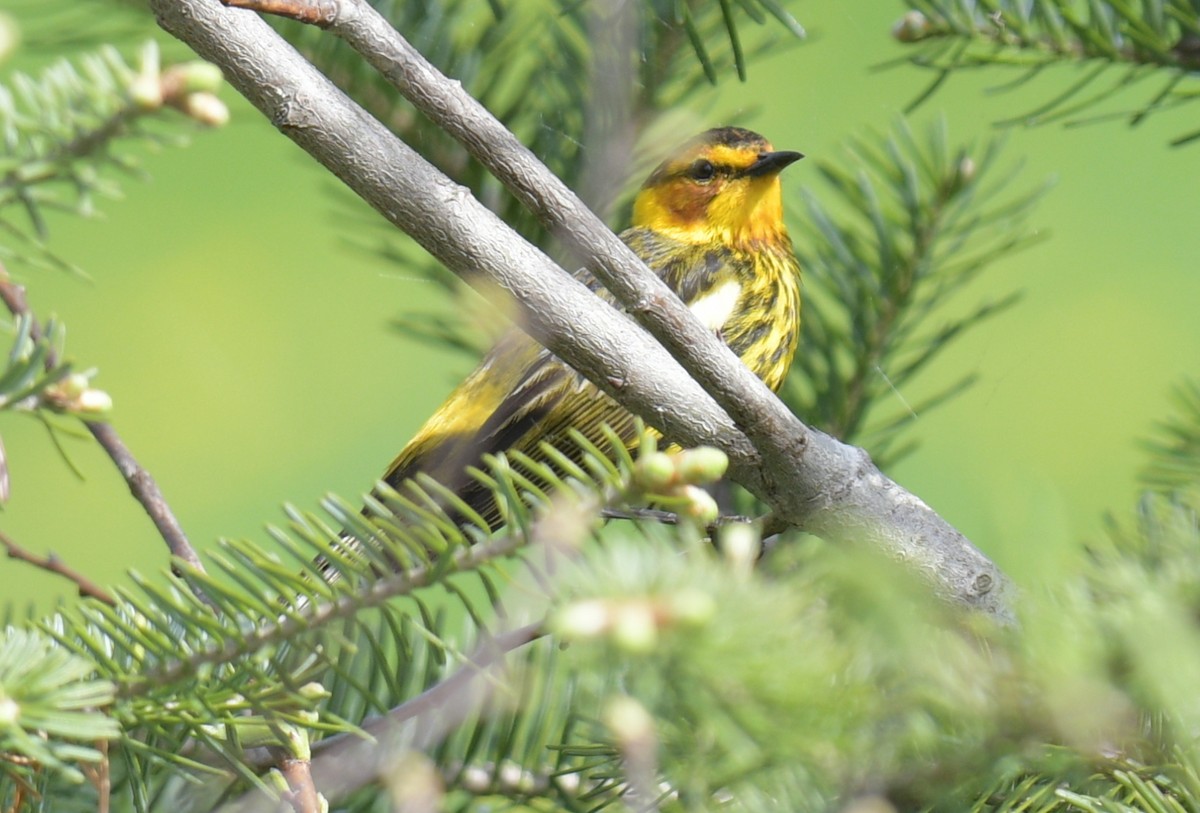 Cape May Warbler - ML618894900