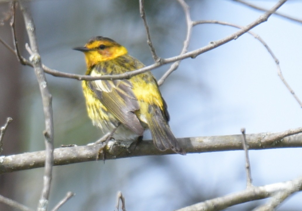 Cape May Warbler - ML618894901