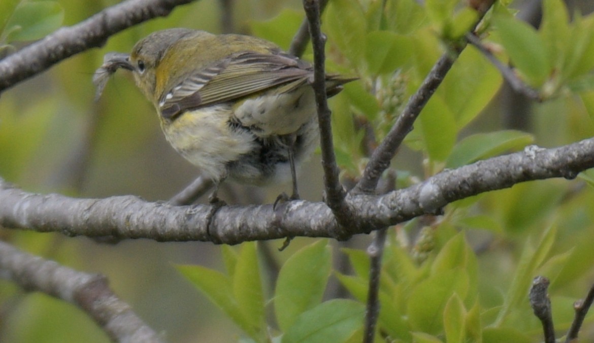 Cape May Warbler - ML618894902