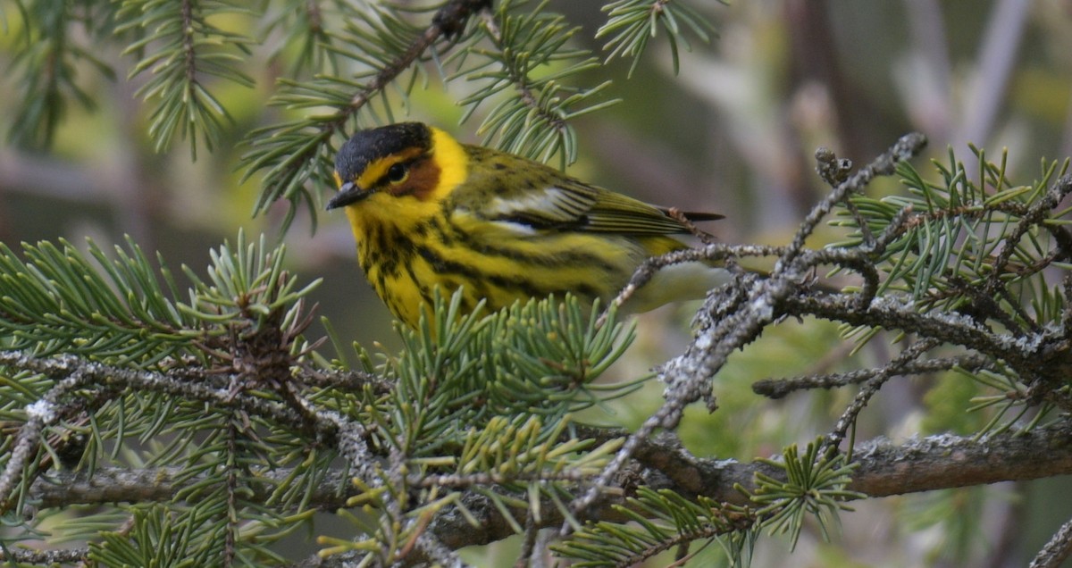 Cape May Warbler - ML618894903