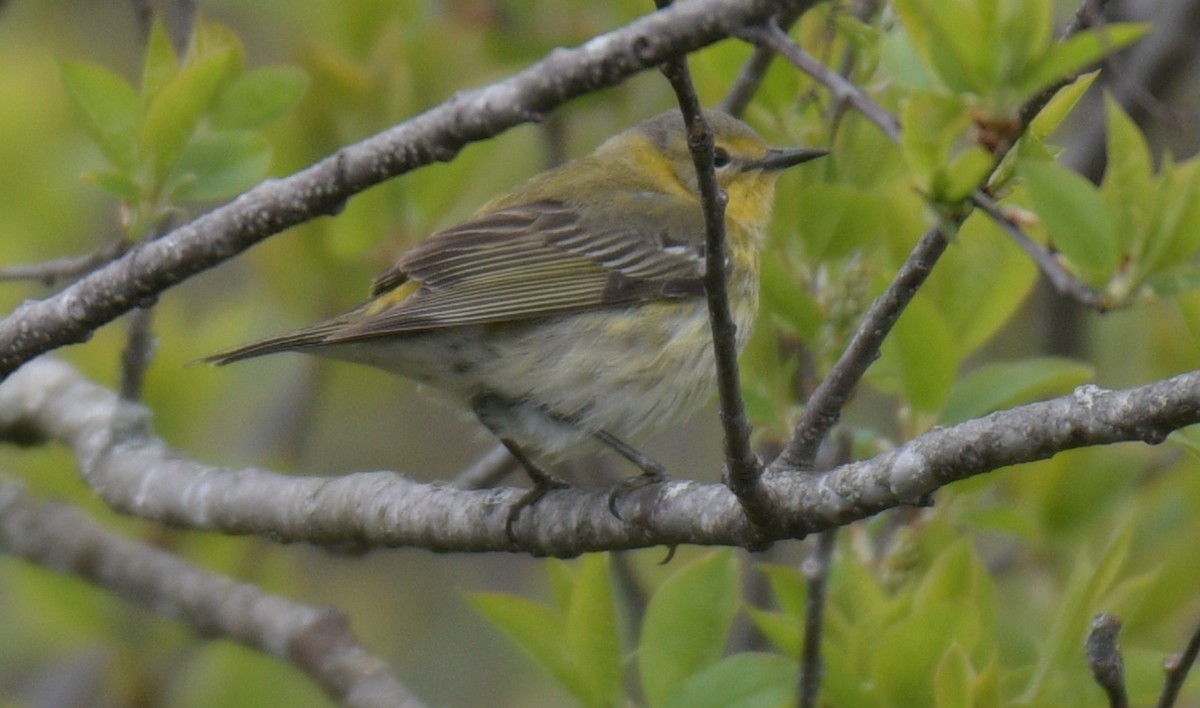 Cape May Warbler - ML618894904
