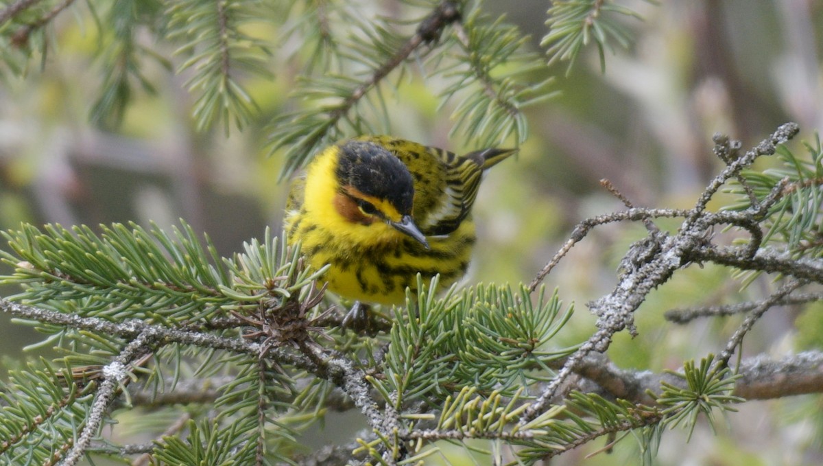 Cape May Warbler - ML618894905