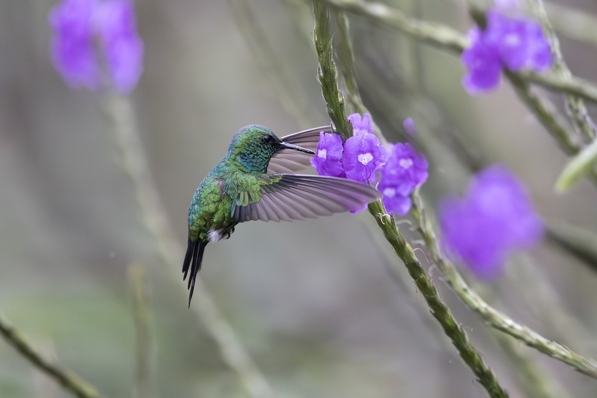 kolibřík zahradní - ML618894932