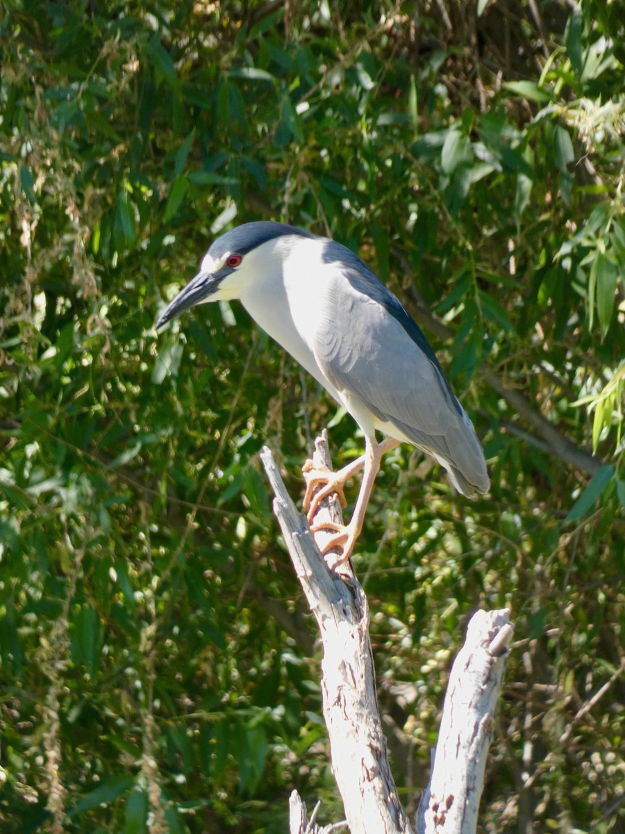 Black-crowned Night Heron - Nell Smith