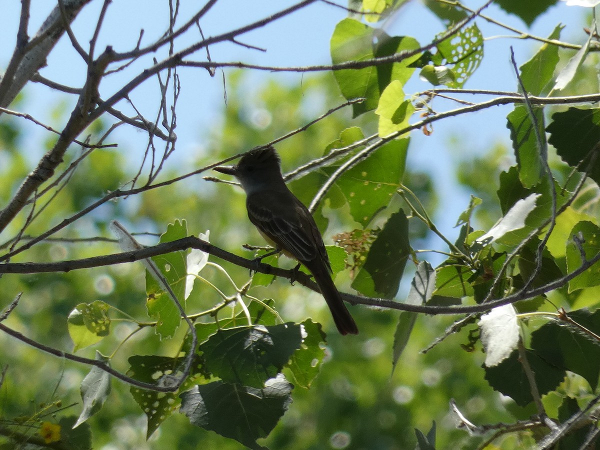 Brown-crested Flycatcher - Nell Smith