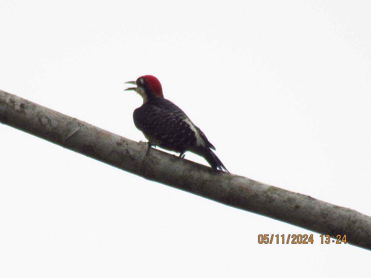 Black-cheeked Woodpecker - ML618894991