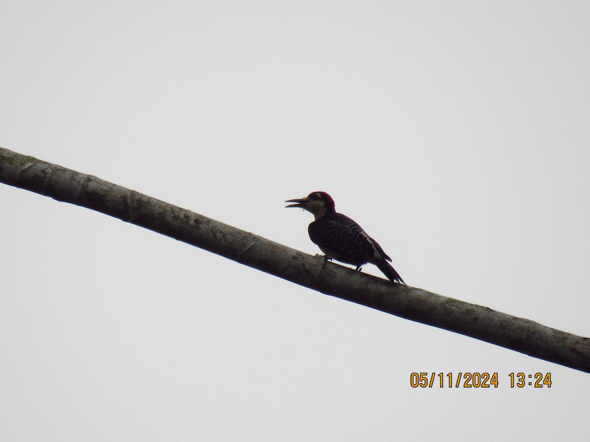 Black-cheeked Woodpecker - ML618894993