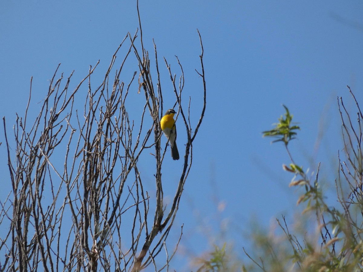 Yellow-breasted Chat - ML618895016