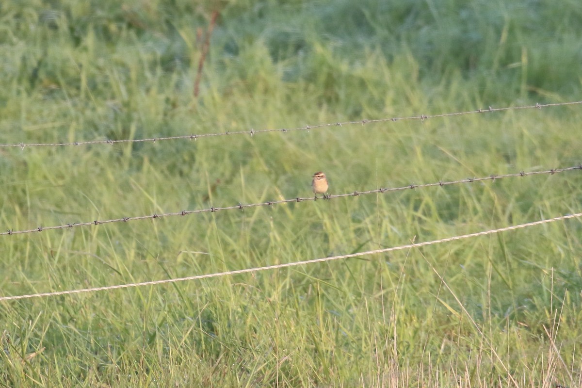 Whinchat - ML618895020