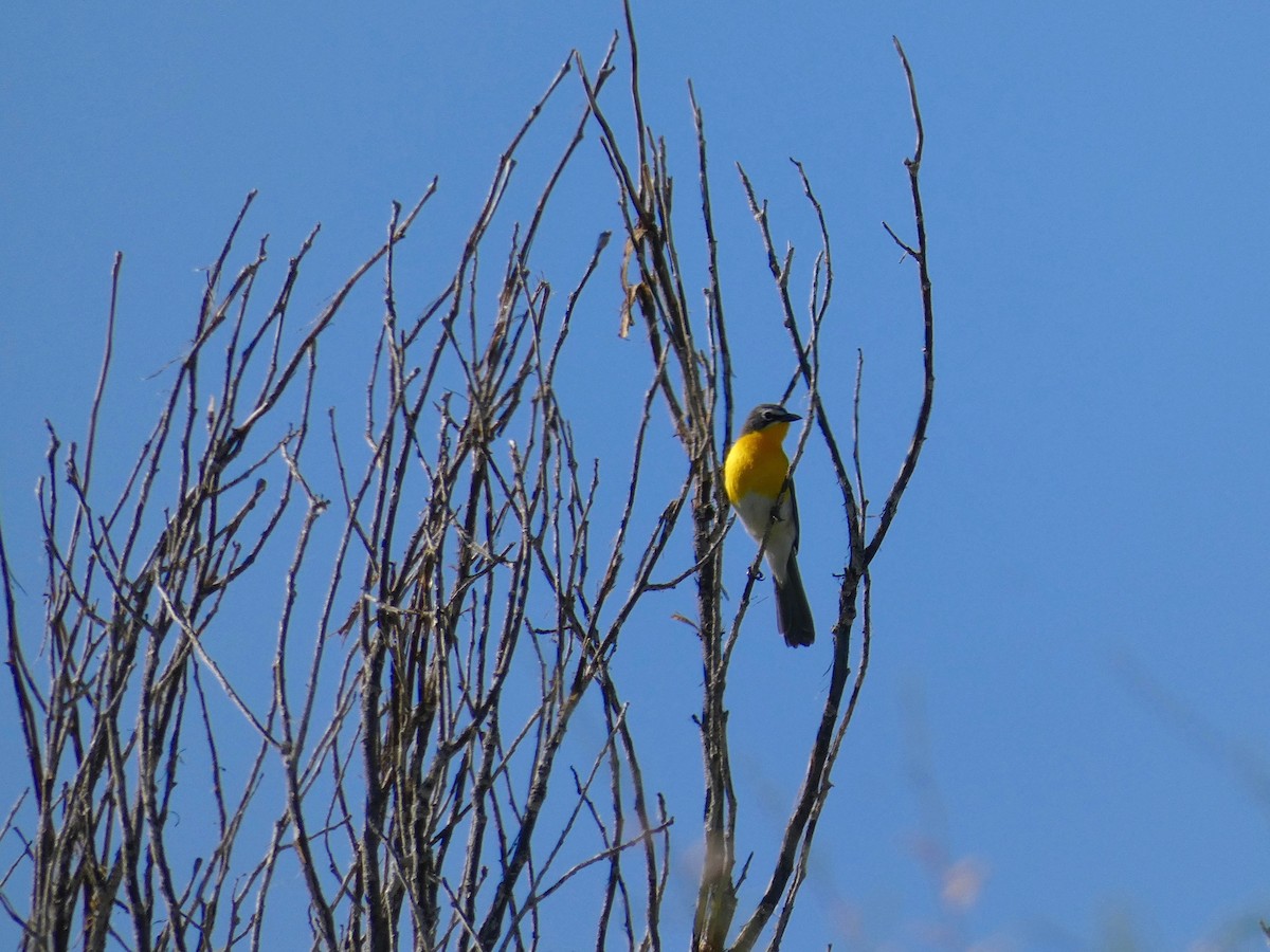 Yellow-breasted Chat - ML618895022