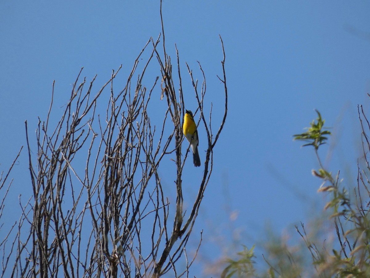 Yellow-breasted Chat - ML618895023
