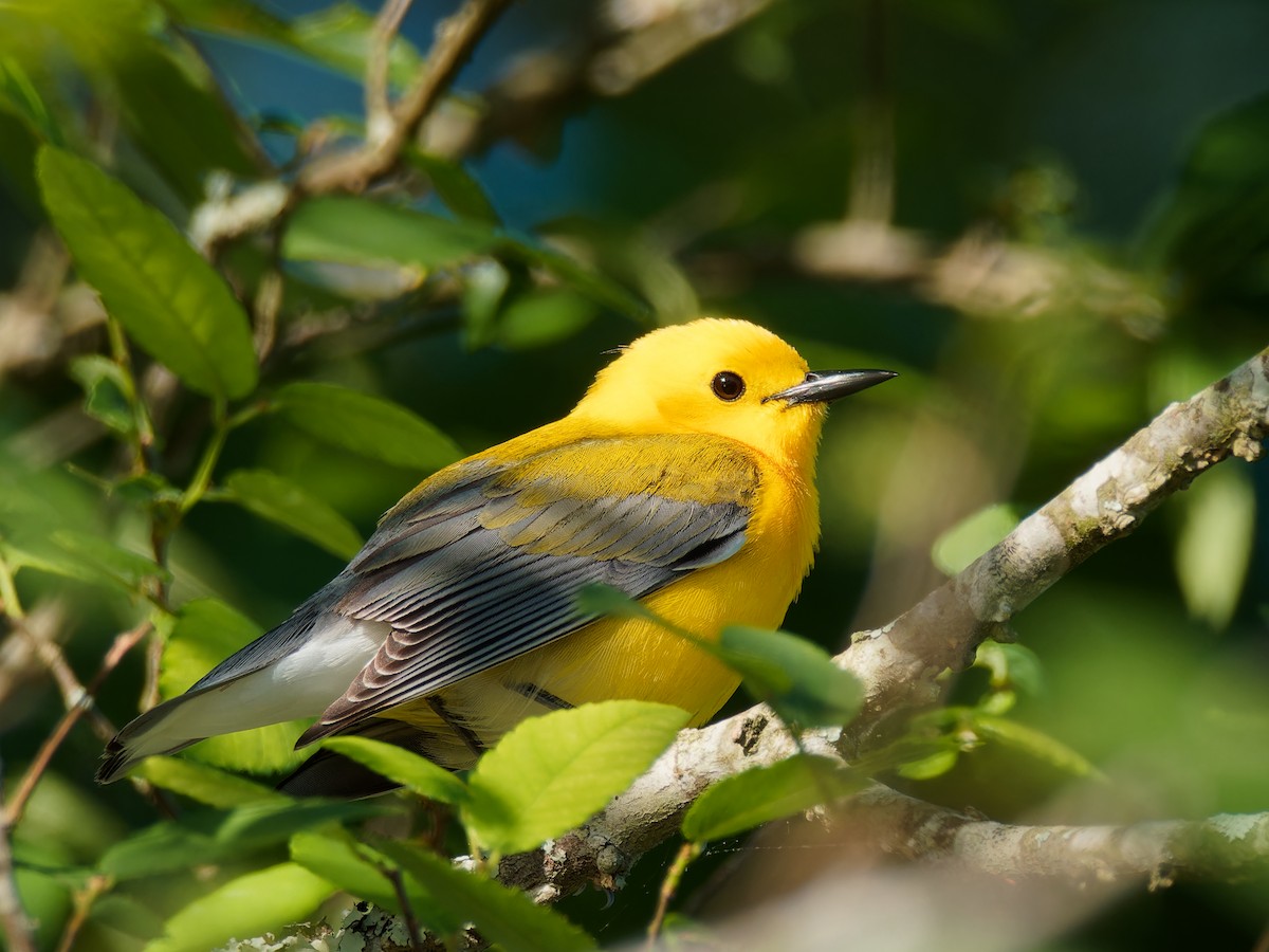 Prothonotary Warbler - Terry Miller 🦅