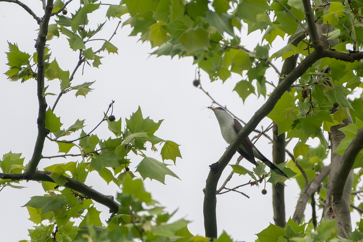 Yellow-billed Cuckoo - Kevin ODonnell