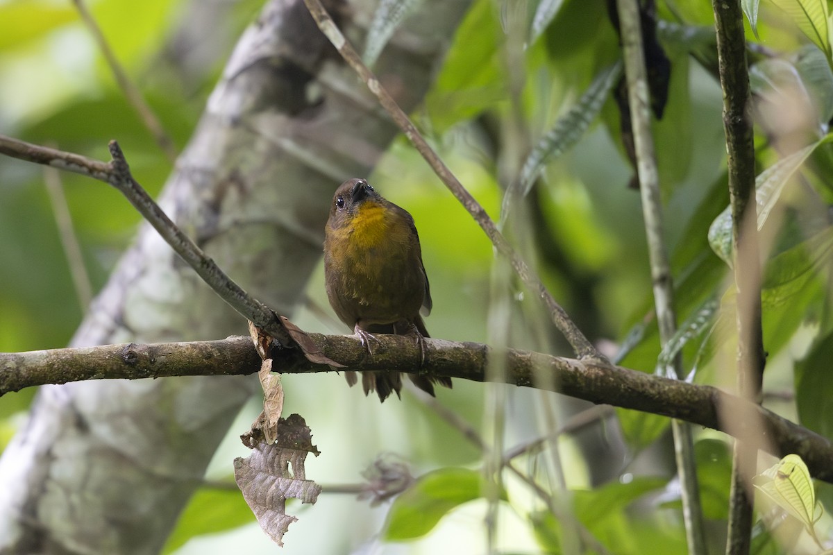 Red-throated Ant-Tanager - ML618895103