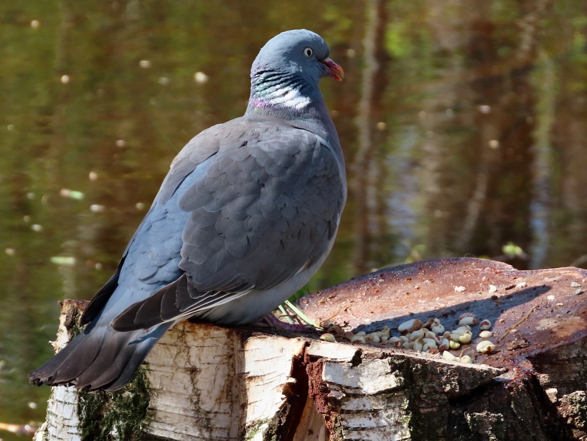 Common Wood-Pigeon - ML618895114