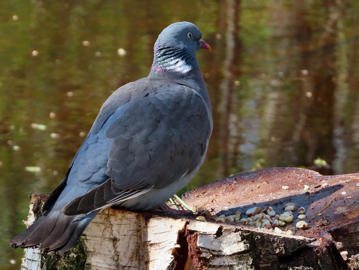 Common Wood-Pigeon - ML618895115