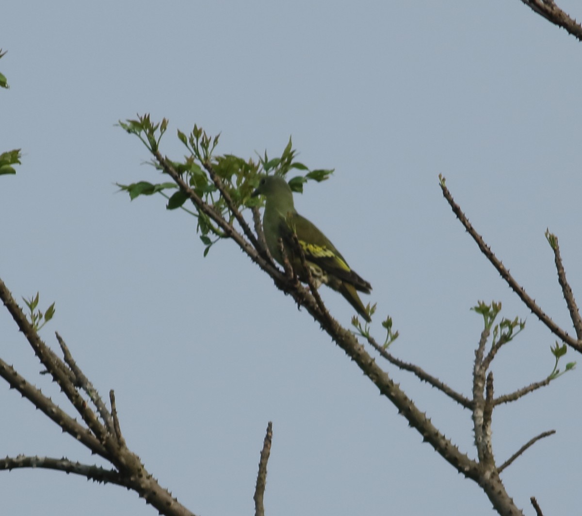 Gray-fronted Green-Pigeon - ML618895194