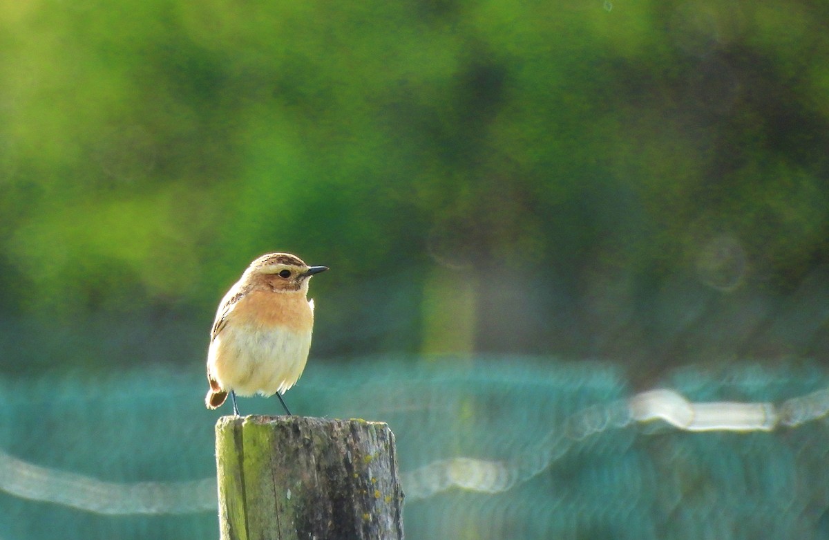 Whinchat - ML618895208
