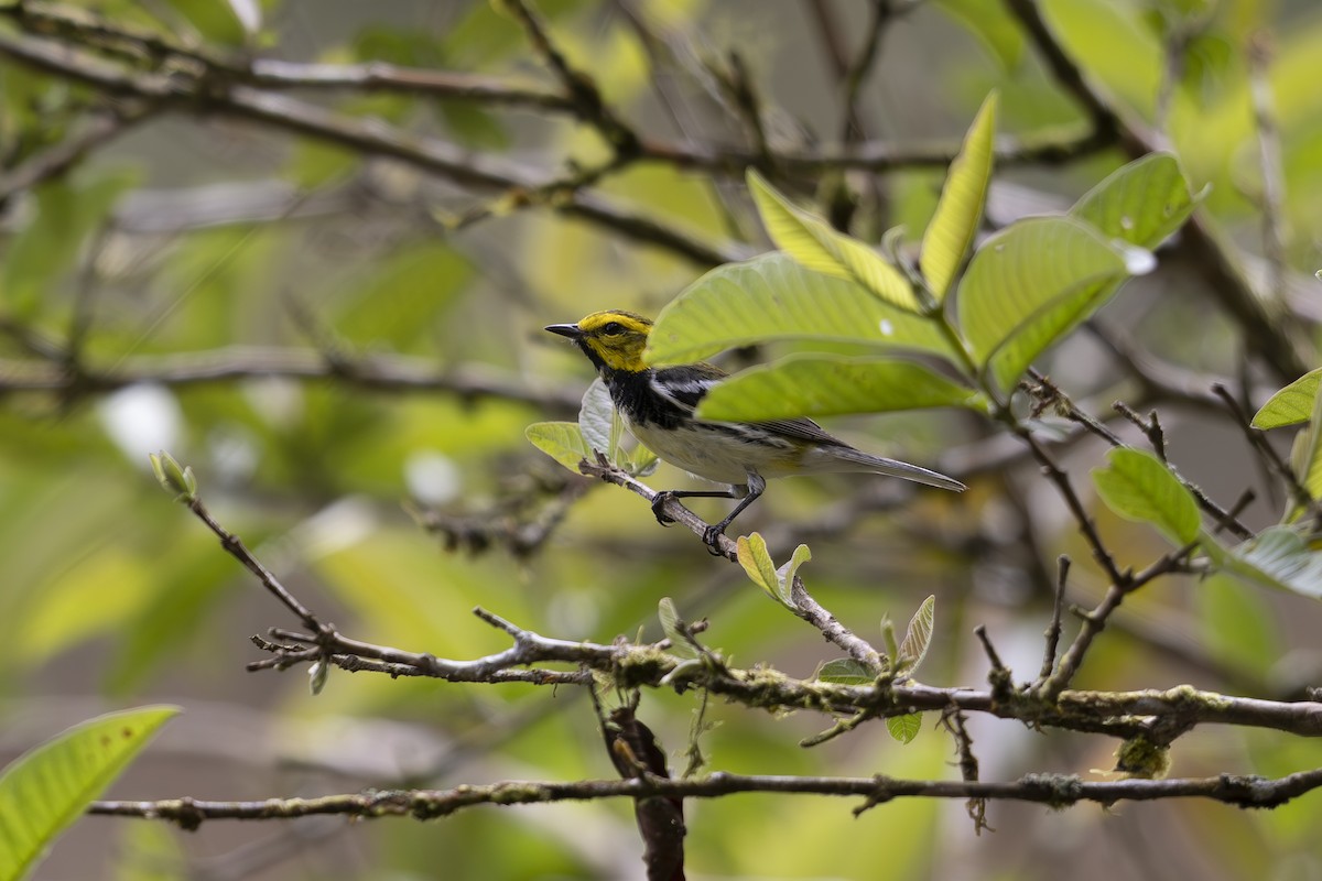 Black-throated Green Warbler - Jon Irvine