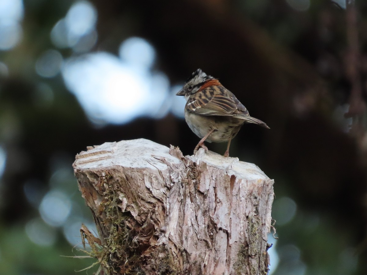 Rufous-collared Sparrow - ML618895279