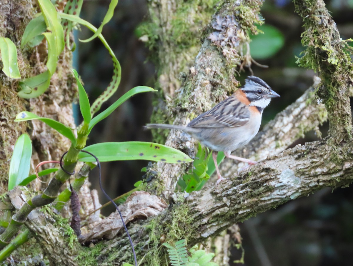 Rufous-collared Sparrow - Michelle Browning