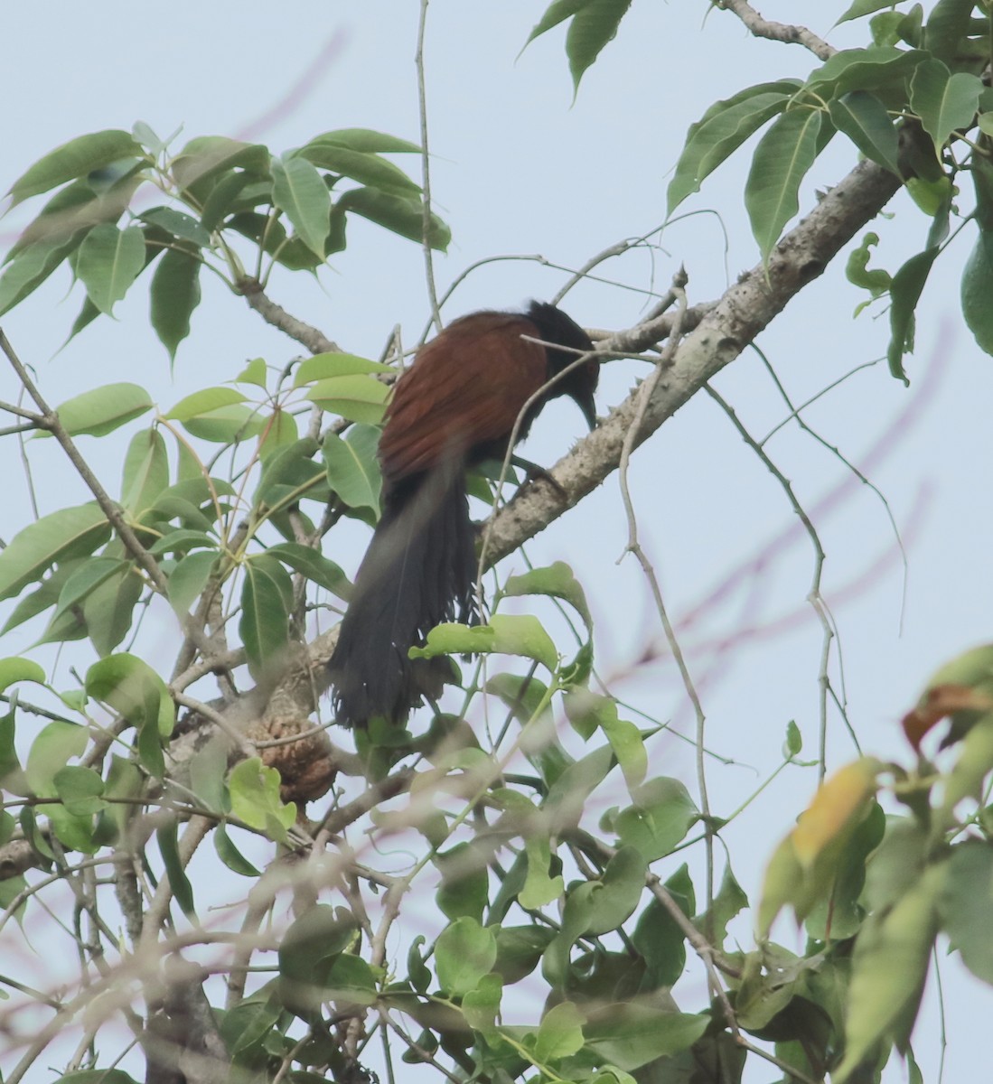 Greater Coucal (Southern) - ML618895293
