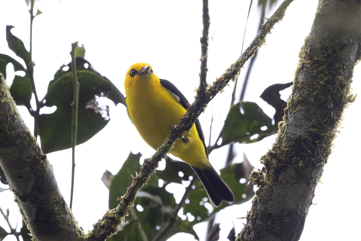 Black-and-yellow Tanager - ML618895309