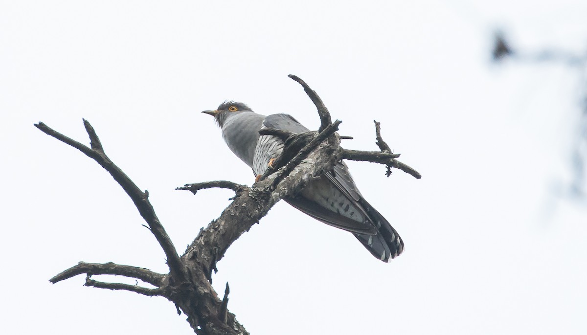 Common Cuckoo - ML618895324