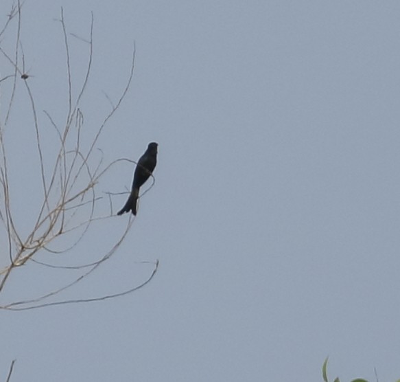 Fork-tailed Drongo-Cuckoo - ML618895389