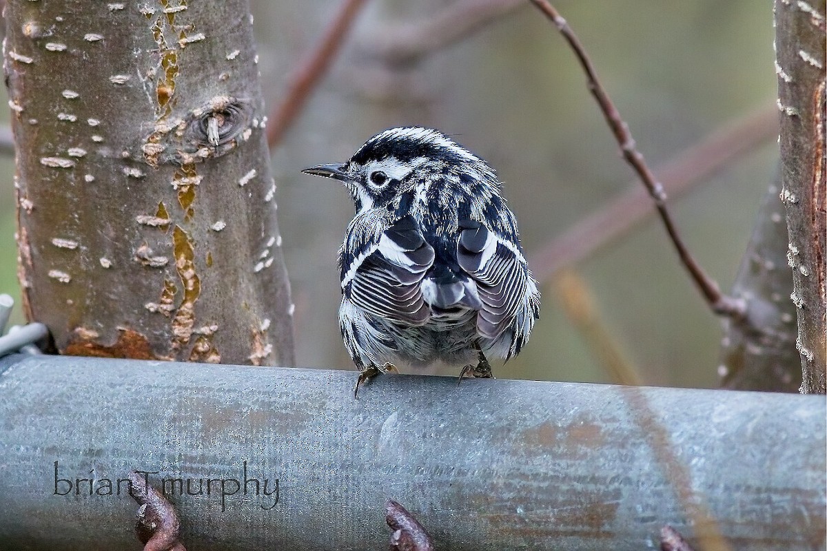 Black-and-white Warbler - ML618895405