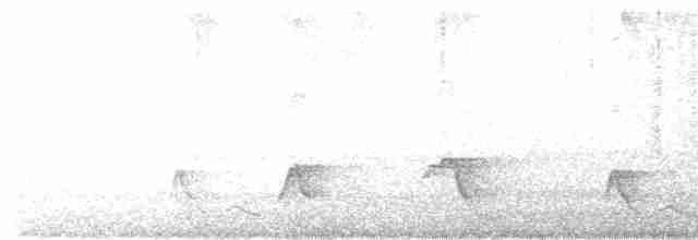 Plain-tailed Wren - ML618895484
