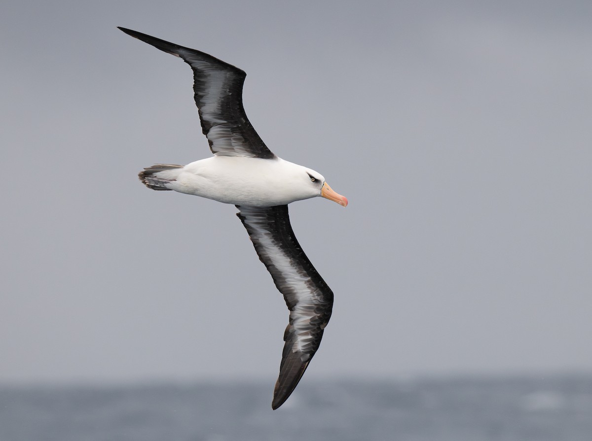 Black-browed Albatross (Campbell) - ML618895506