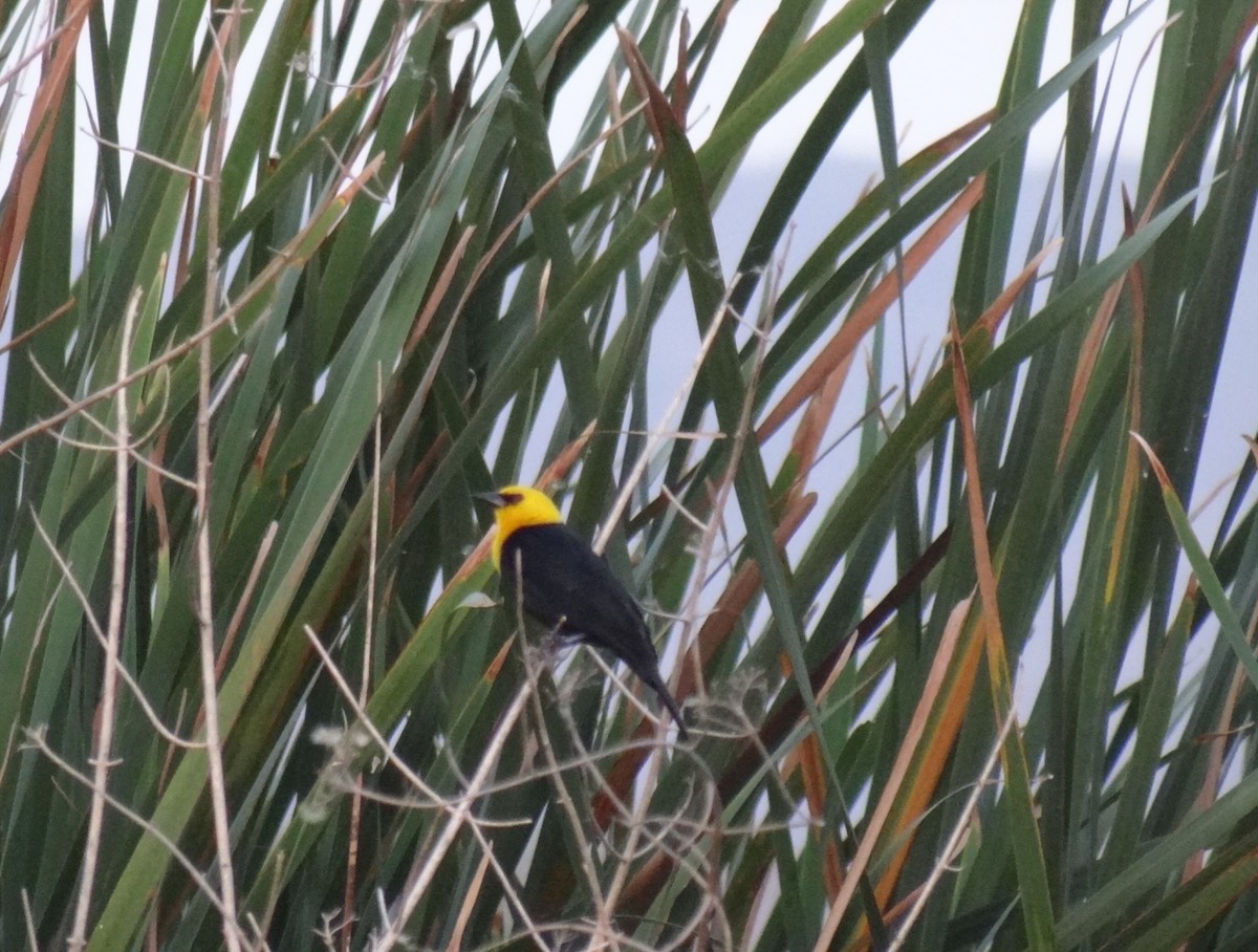 Yellow-hooded Blackbird - ML618895508