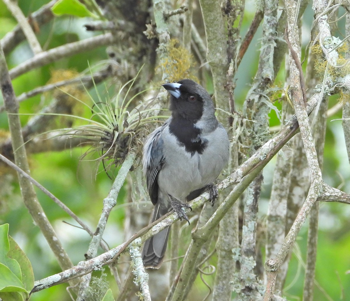 Black-faced Tanager - ML618895517