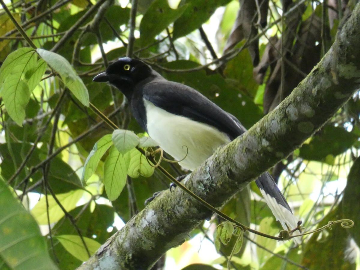 Black-chested Jay - Cathryn Pritchard