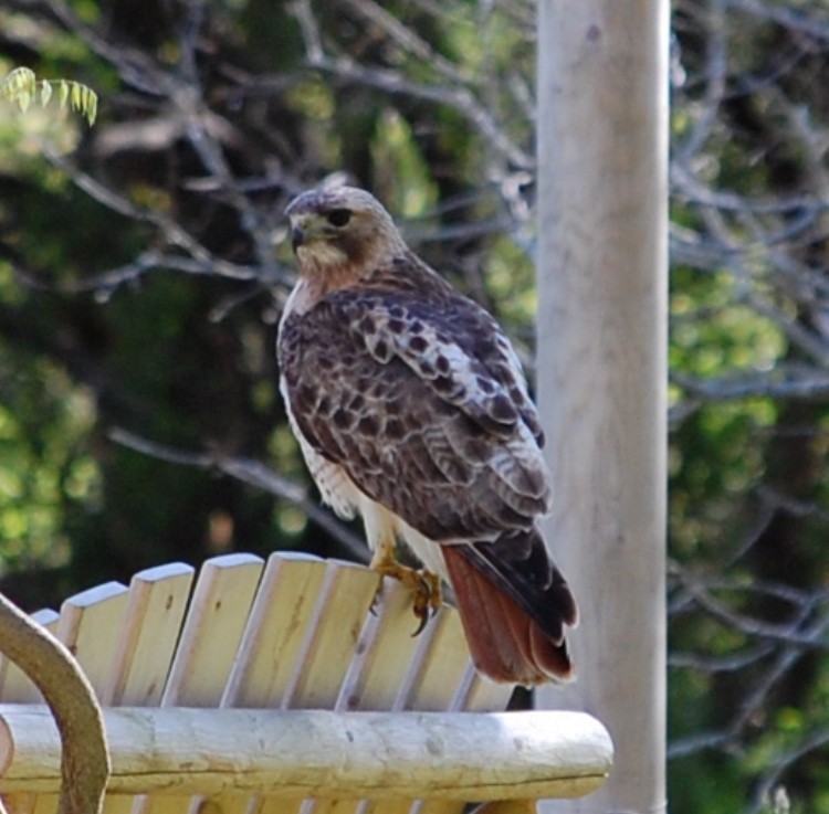 Red-tailed Hawk - ML618895567