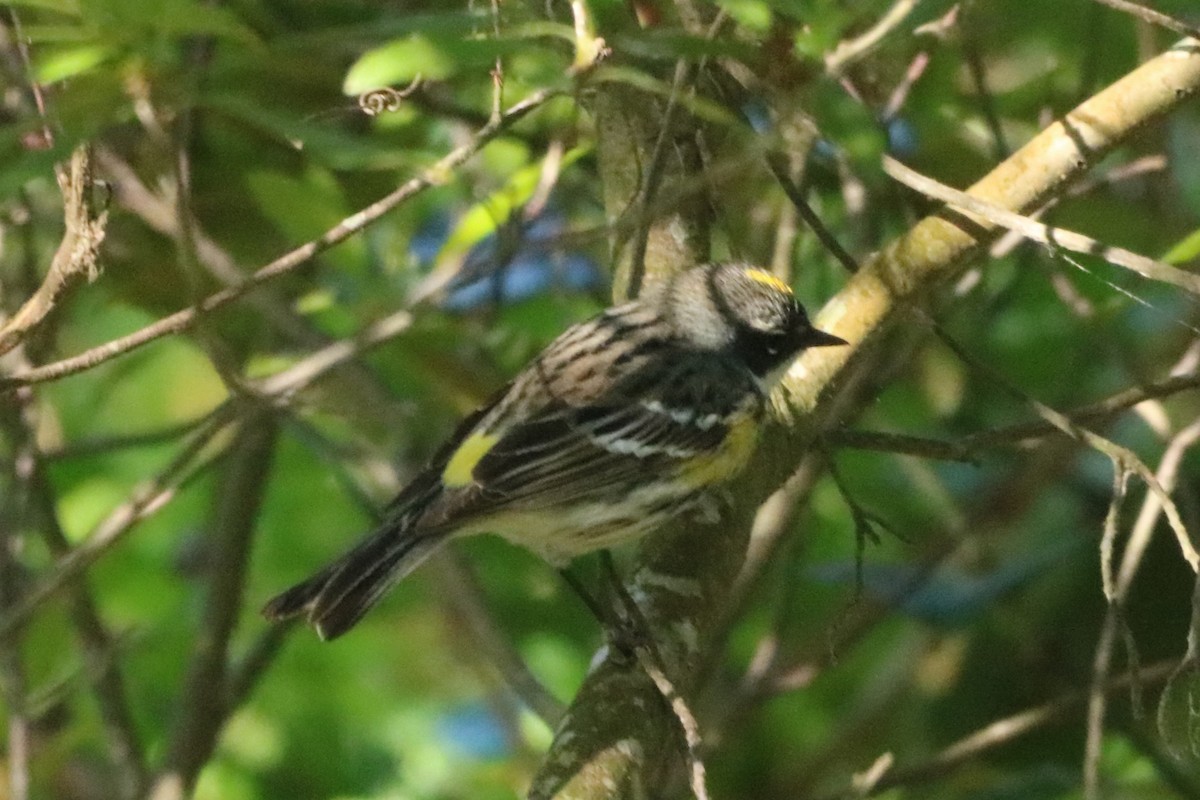 Yellow-rumped Warbler (Myrtle) - ML618895581