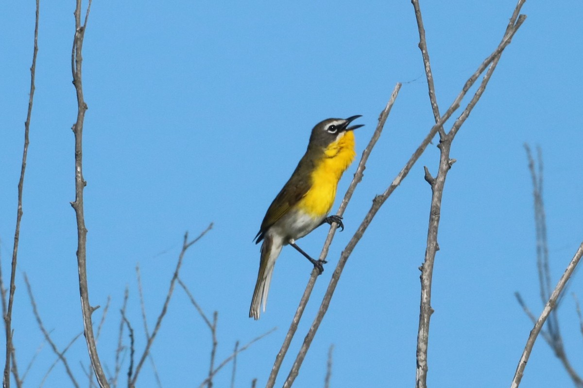Yellow-breasted Chat - ML618895596