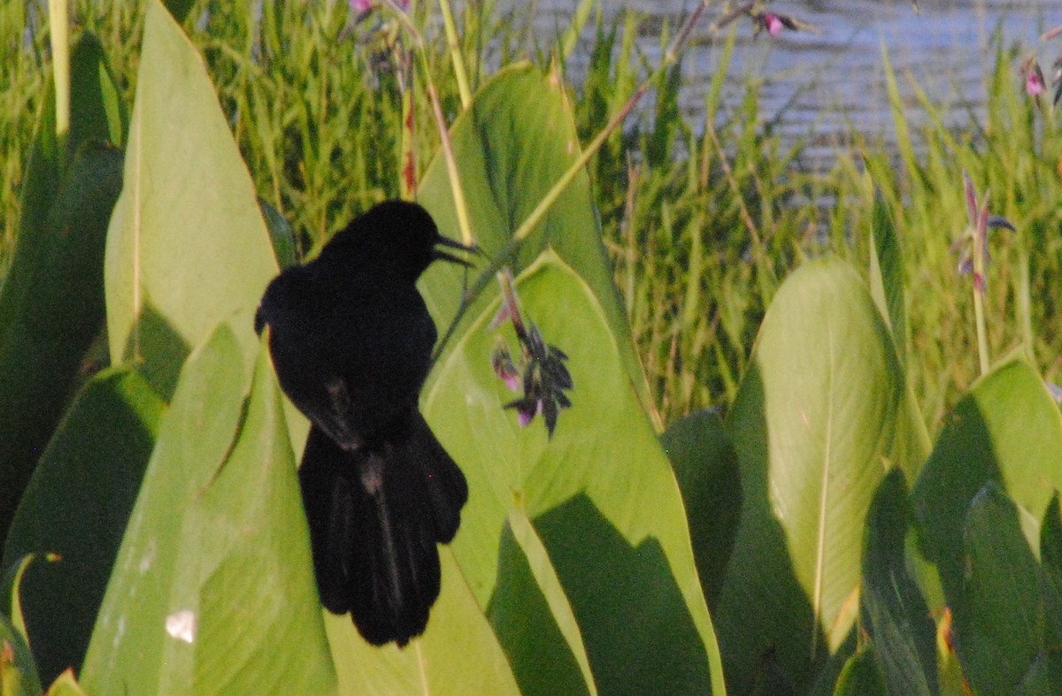Boat-tailed Grackle - ML618895616